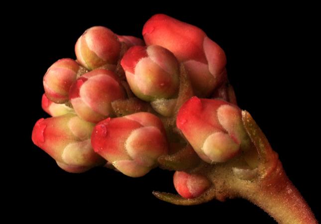 macro flowers