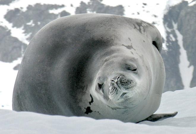 antarctic crabeater seal