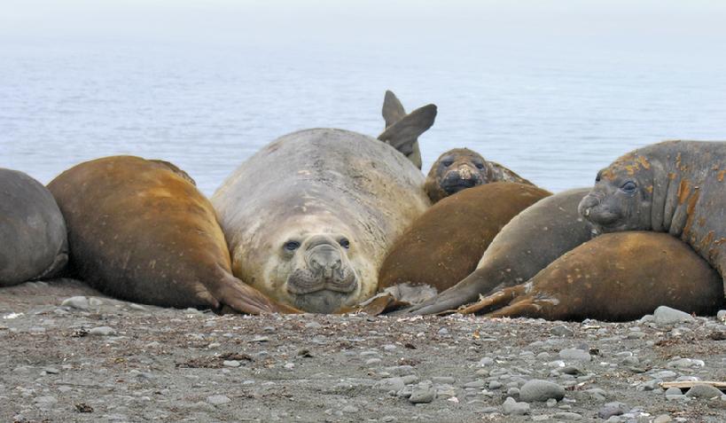 antarctica elephant seal